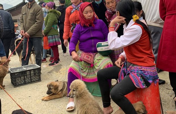 Local people selling dogs at the Bac Ha Fair
